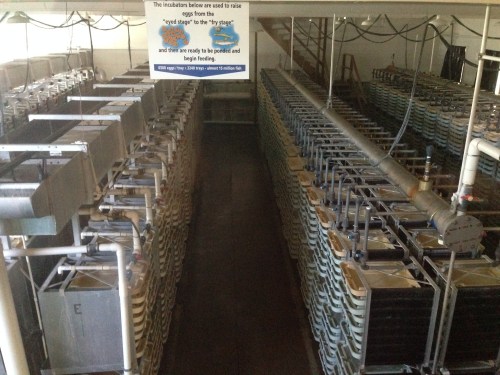 Bonneville Fish Hatchery