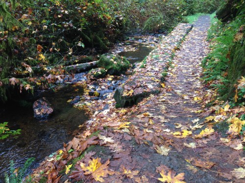 Trail to Munson Creek Falls