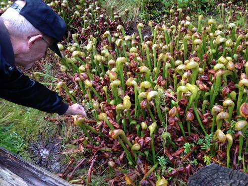 Darlingtonia Californica