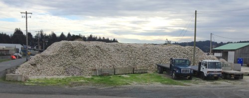 Oyster Shells