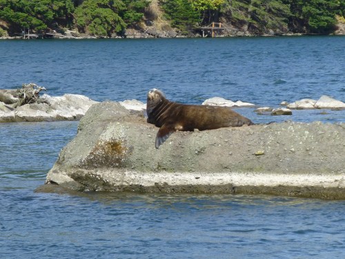 Sea Lion