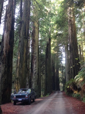 Redwoods National and State Parks