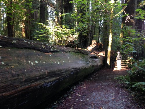 Redwood Forest