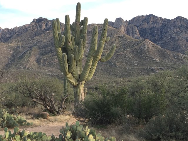 Granddaddy Saguaro Cactus