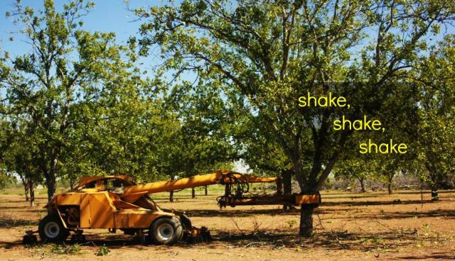 shaking_the_trees