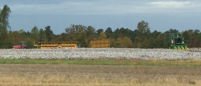 Cotton Picking!