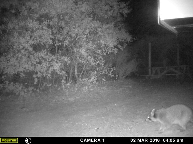 MOULTRIE DIGITAL GAME CAMERA